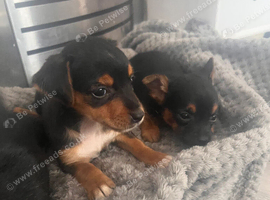 Chorkie