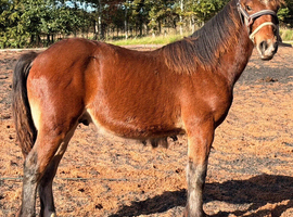 Beautiful Bay Colt