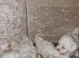 Bichon Maltese for sale