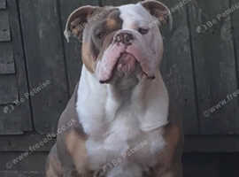 Old English bulldog