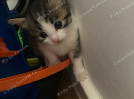 Kittens