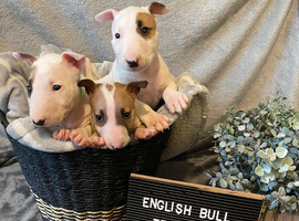 KC Registered English Bull Terrier Puppies