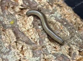 Baby ivory millipede and set up
