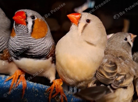 Zebra finches and other types available