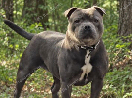 Blue Staffy Female 2 years old KC registered
