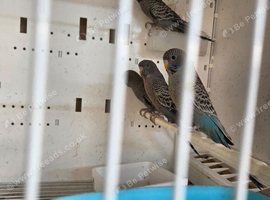 Young budgies