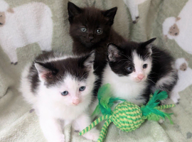 British Blue x kittens, flead/wormed/litter trained/socialised/   From &pound;80