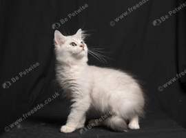 Chinchilla & BSH Mixbreed Kitten