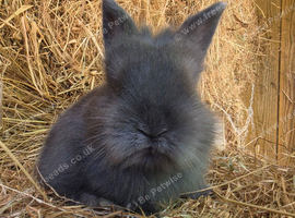 Baby Blue Lionhead buck for reserving