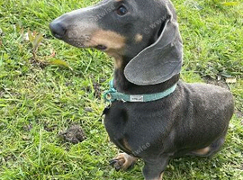 Blue boy Available for STUD