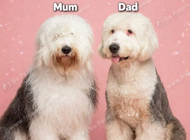 Old English sheepdog puppies due September!
