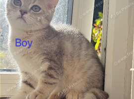 British Shorthair!