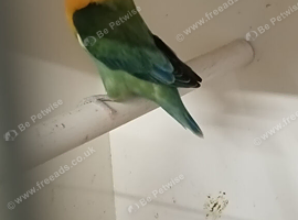 Mutation Fischer's lovebirds