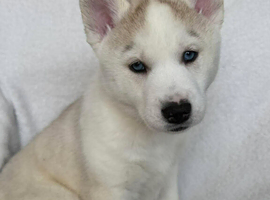 1 x Male Siberian Husky Puppy left