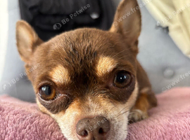 Chihuahua Needing new home