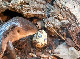 Northern blue tongue skink 8 months old