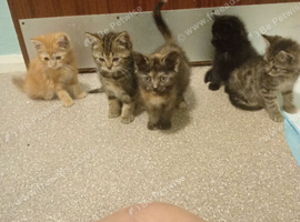 Maine coon x Ragdoll kittens Available now!