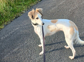 Lurcher bitch
