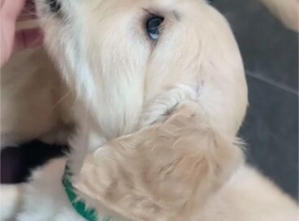 Title: Beautiful Labrador Retriever Puppies &ndash; 4 Boys & 5 Girls Available | Ready for Loving Homes Soon