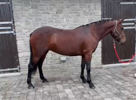 Beautiful 13.2h registered Connemara mare alrounder