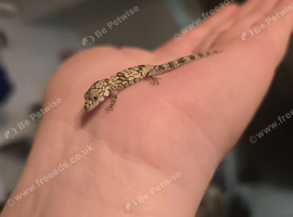 Baby chameleon gecko