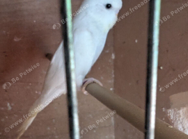 Baby budgies for sale