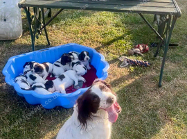 English Springer Spaniel puppies Girls