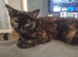 British shorthair mix rehoming