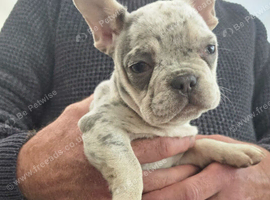 Beautiful French bulldog puppies (1 female)