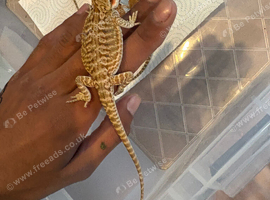 Baby Red Monster x hypo zero