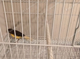 Canaries