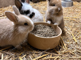 Adorable baby bunnies