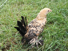 Booted bantam young hen