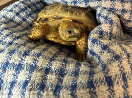 Tortoise for sale