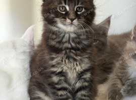 Stunning male full Maine Coon ready now