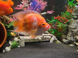 Midas x platinum parrot cross