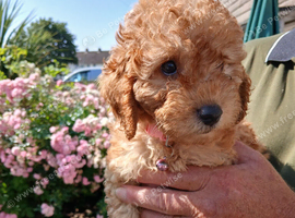 1 last pretty little cockapoo girl 9 weeks ready to go to forever home