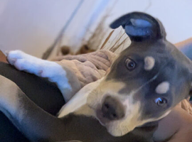 Cane corso x American pocket bully