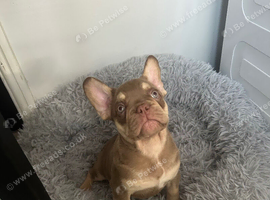 Ready 2 stunning french bulldog boys