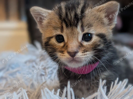Kittens