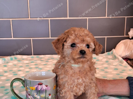 TINY HALF ASIAN TOY POODLES