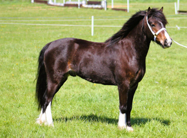 11.2 Welsh a