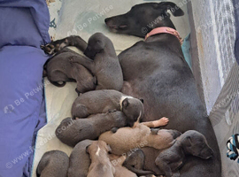 Whippet for sale