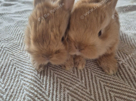 Lionhead lop x Harlequin kits