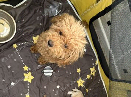 Toy/mini poodle