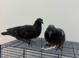 2 Pigeon only 5 weeks old