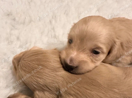 Stunning long haired miniature dachshund