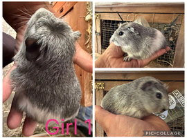 Baby guinea pigs