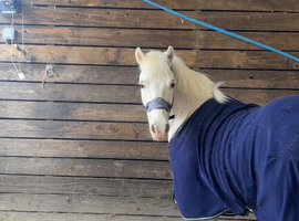 Fab showjumper/lead rein or kids pony