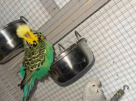 Show budgies